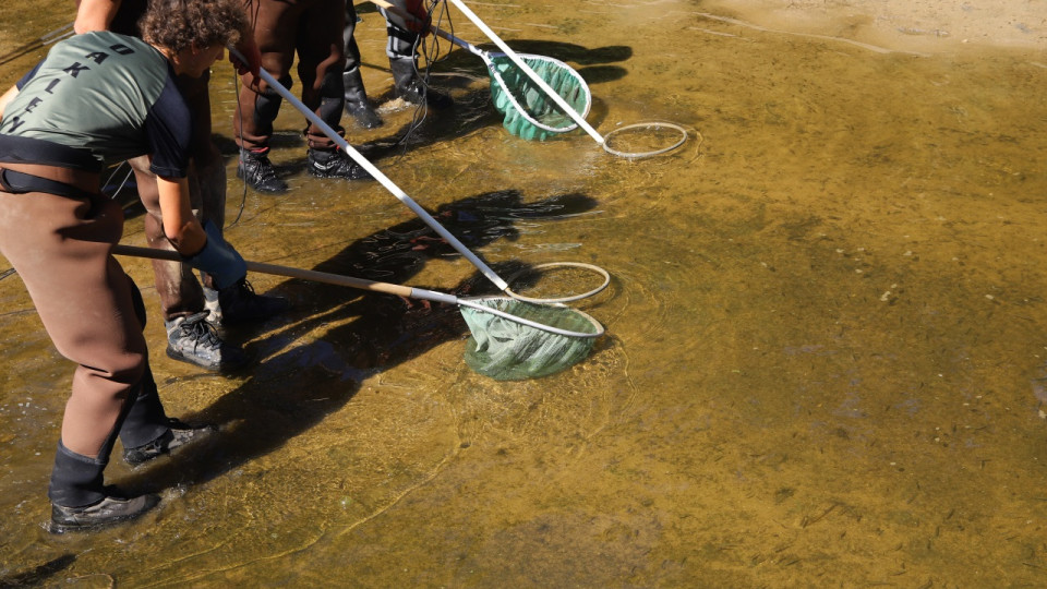 Près de Lyon : opération sauvetage de poissons avant de faire sauter le dernier seuil de l'Yzeron