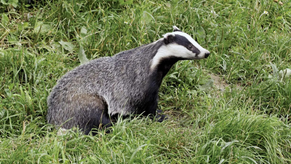 Des ONG saisissent la justice contre la chasse aux blaireaux en Auvergne-Rhône-Alpes