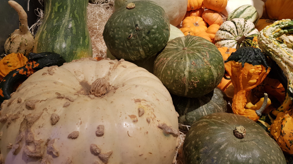 Lyon : un concours de courges géantes au parc de la Tête d’Or ce week-end !
