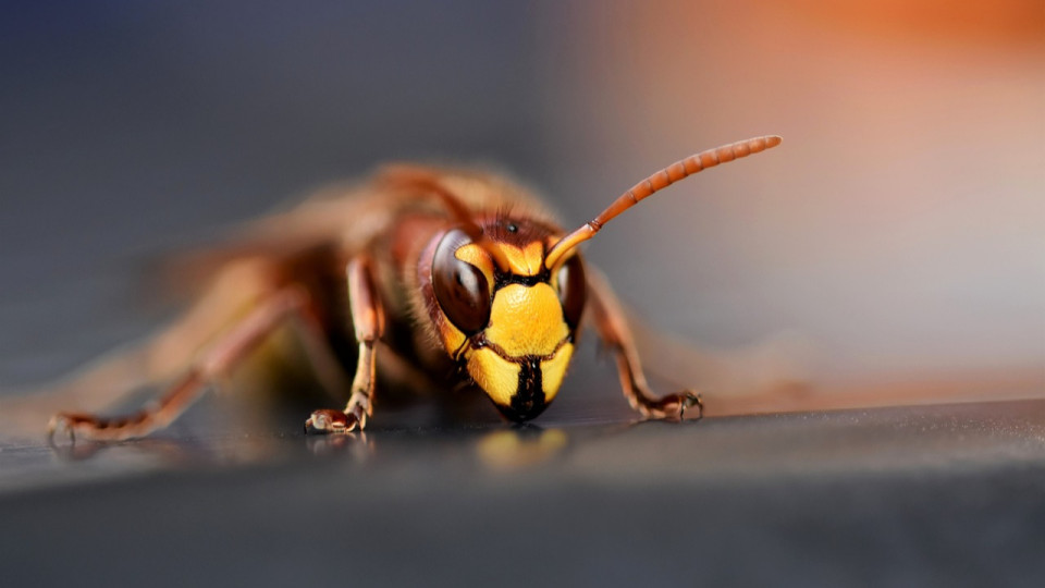 Près de Lyon : des dizaines de guêpes dans une classe, les élèves invités à rester à la maison