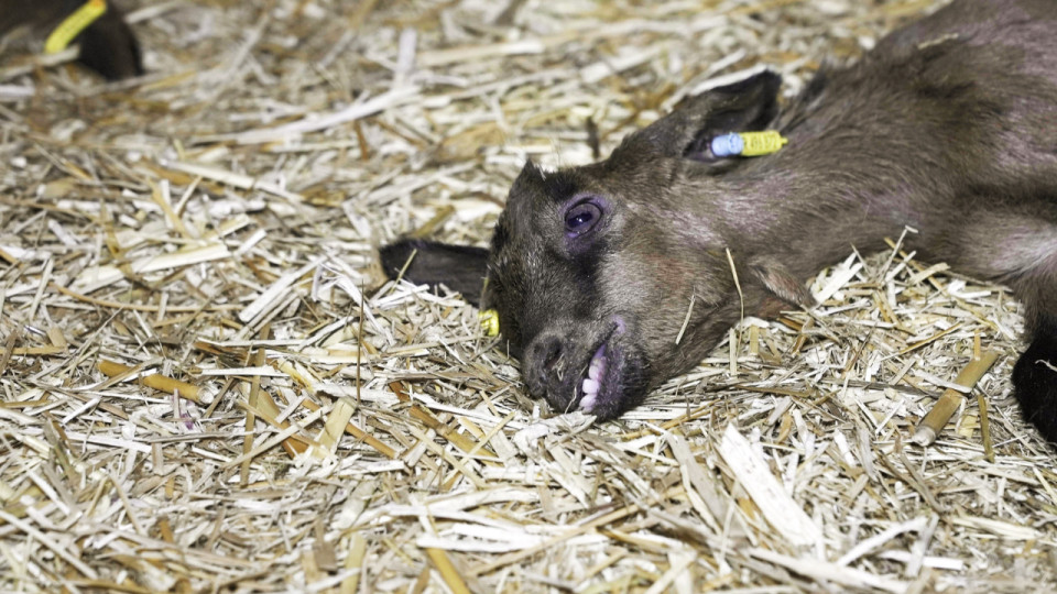 Maltraitance animale : L214 s’en prend à un nouvel élevage 