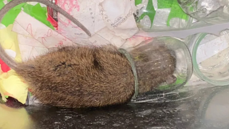 Infestation de rats à Vaulx-en-Velin : l’école fermée une semaine supplémentaire