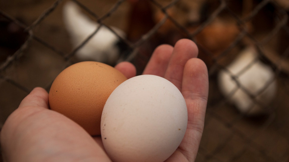 Des œufs contaminés par des polluants dans le Rhône