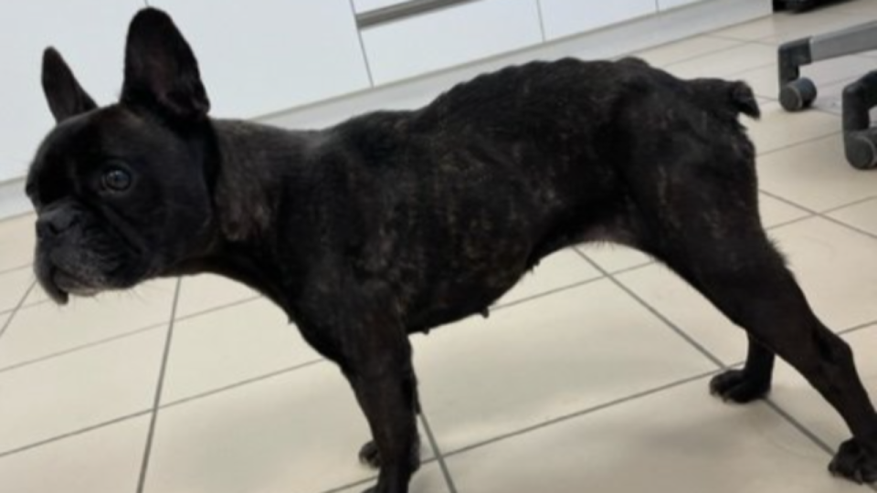 Près de Lyon : un bouledogue abandonné sur un balcon sauvé par la SPA