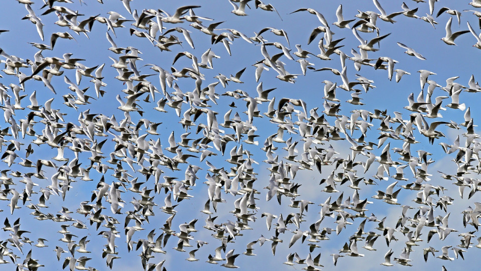 Virus de l’influenza aviaire : élargissement de la zone de contrôle dans le Rhône après un nouveau cas
