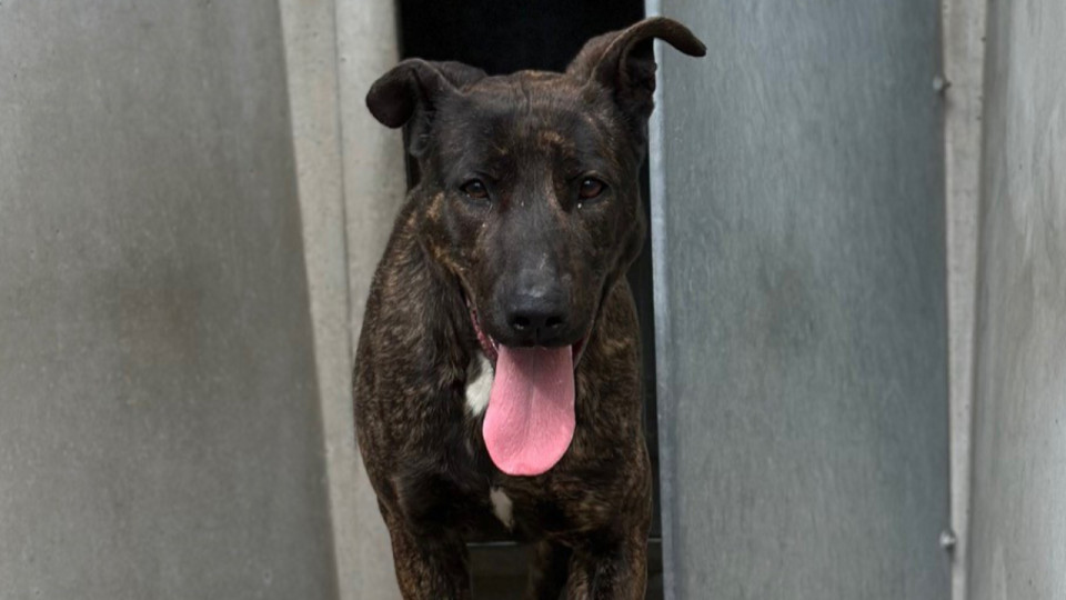 Rhône : la SPA de Lyon met fin au cauchemar d’une chienne grâce à un enregistrement audio