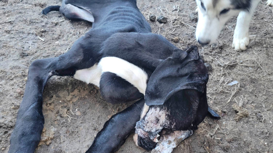 La SPA de Lyon sauve huit chiens d'un élevage canin ignoble