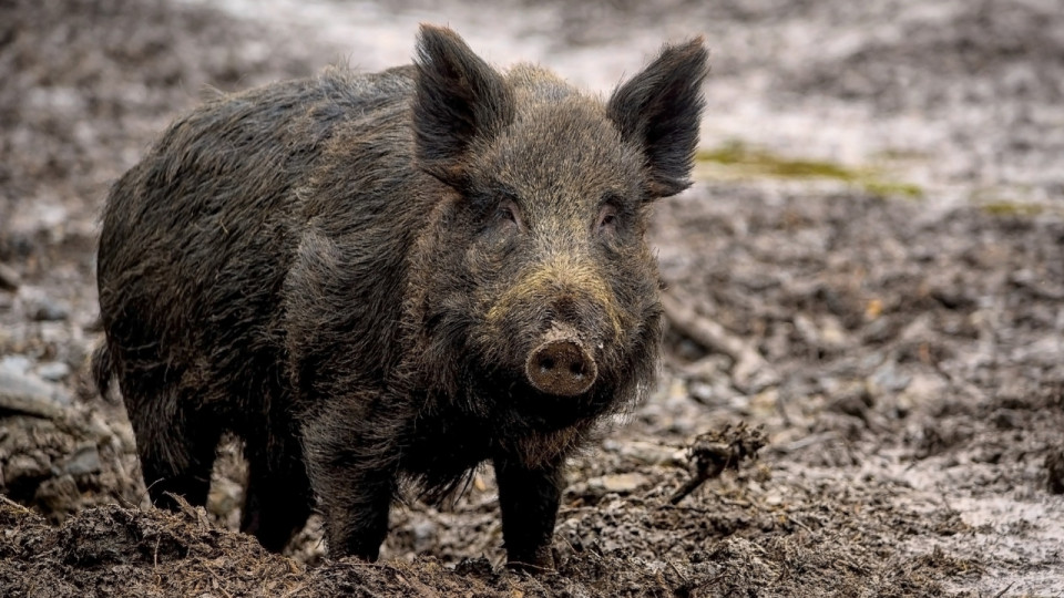 Dans la région : un sanglier chute dans une piscine, cinq pompiers appelés pour le sauver