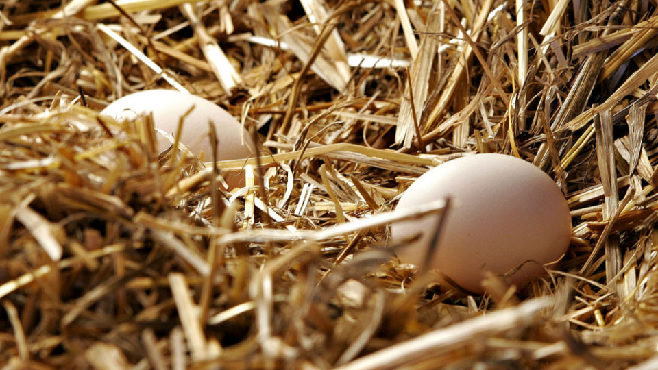 Pollution aux perfluorés : il est recommandé de ne plus consommer les oeufs de 12 nouvelles communes dont Lyon
