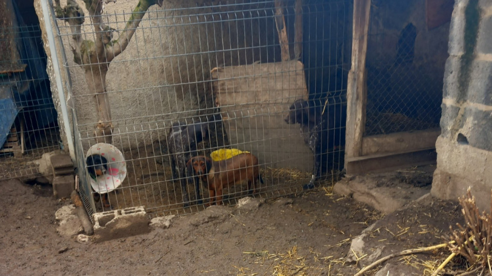 Rhône : près de 200 chiens malades et enfermés dans des box découverts par les gendarmes