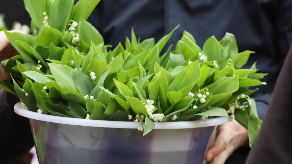 Vente du muguet le 1er mai : qui a le droit de vendre dans les rues de Lyon ?