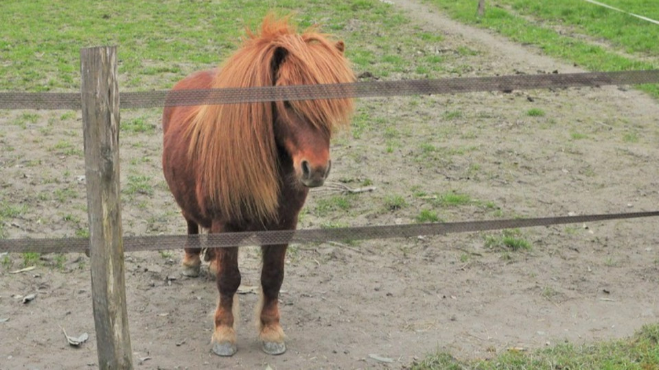 Lyon : Les poneys quittent définitivement le parc de la Tête d’or