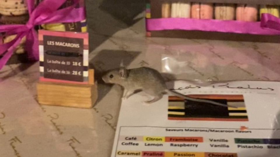 Des souris dans la vitrine de la boutique Pralus à Lyon : "C’est malheureusement un problème auquel la Maison est confrontée"