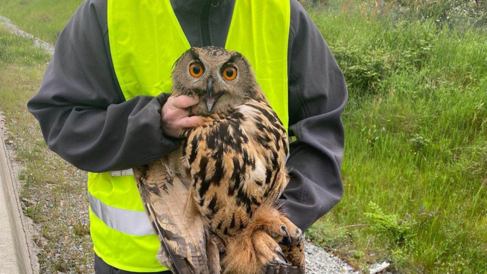Les gendarmes du Rhône sauvent un hibou Grand-Duc en difficulté sur l’A98 