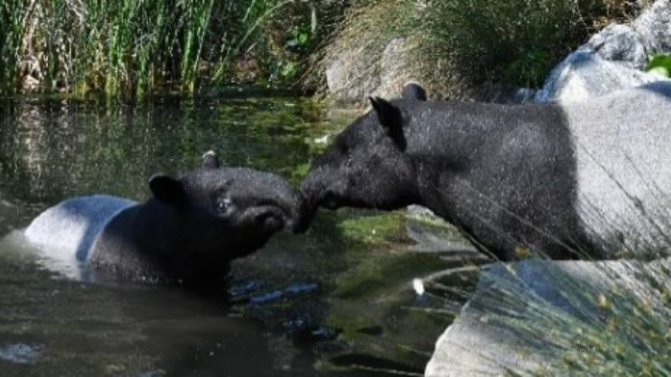 Lyon : de nouvelles naissances au parc zoologique de la Tête d'Or