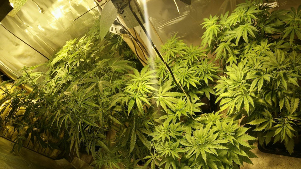 Lyon : ivre, il signale un intrus chez lui, les policiers découvrent une plantation de cannabis