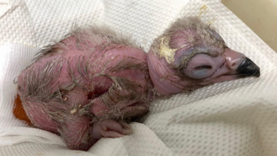 Près de Lyon : naissance d’un nouveau bébé Vautour moine au Parc des Oiseaux