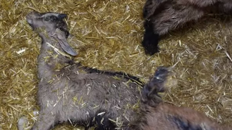 L’association lyonnaise L214 met en cause un élevage de chevreaux, vidéo à l’appui 