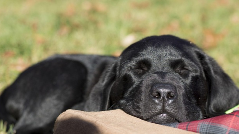 Fortes chaleurs : comment soulager son animal de compagnie ?