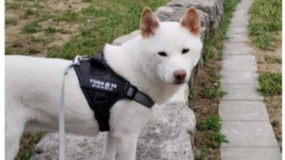 Lyon : où est passé Yona, ce chien porté disparu à Confluence après avoir sauté dans la Saône ? 