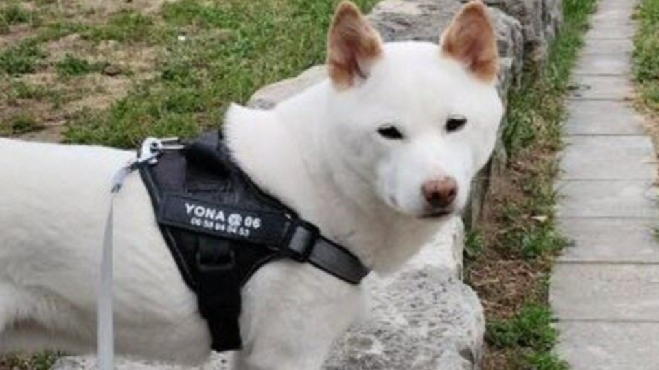 Chien tombé dans la Saône à Lyon : Yona retrouvée blessée à Pierre-Bénite, une cagnotte en ligne ouverte