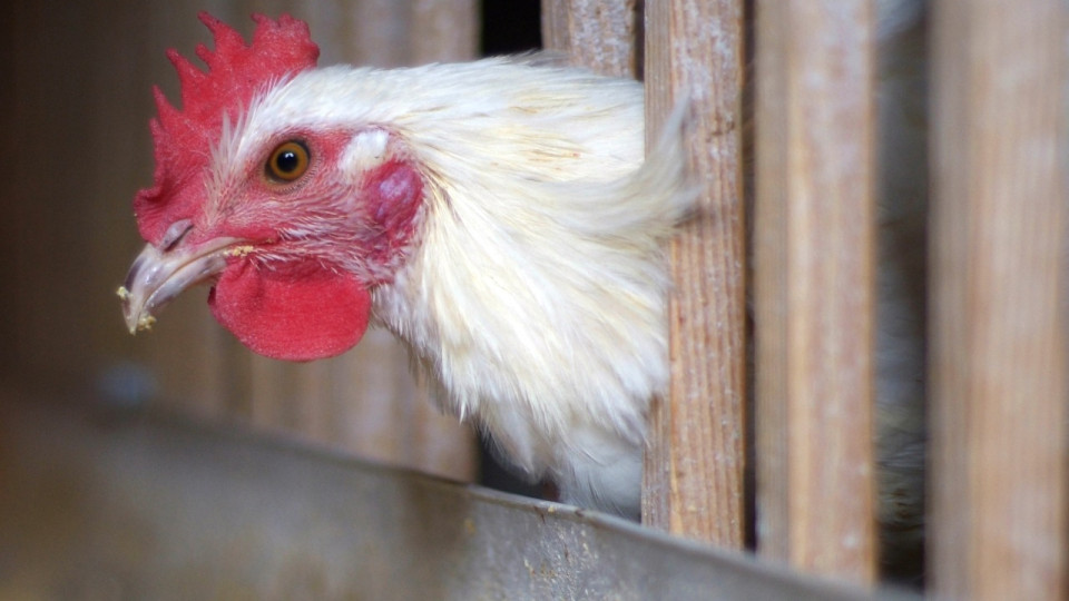 Lyon et ses environs : des traces concrètes de perfluorés dans les oeufs de nombreuses communes