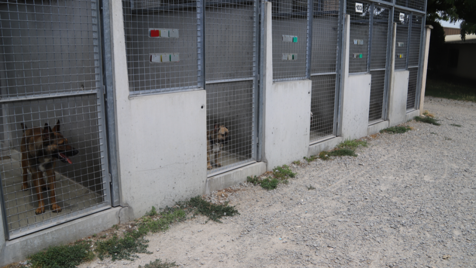 Près de Lyon : la SPA de Brignais inspectée pour prévenir les abandons estivaux  