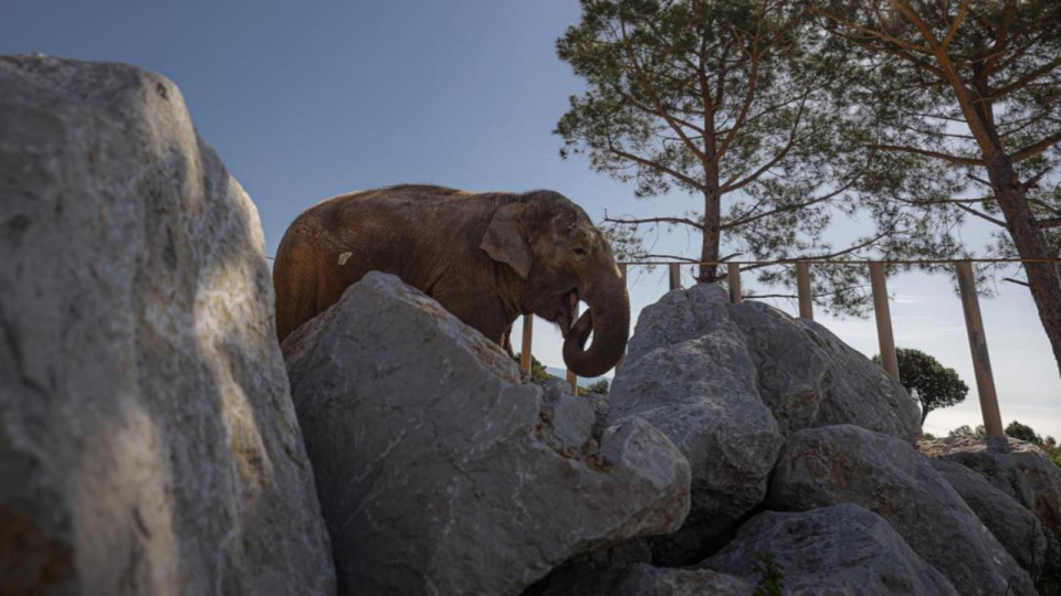 Baby, le dernier éléphant du Parc de la Tête d'Or à Lyon, est morte
