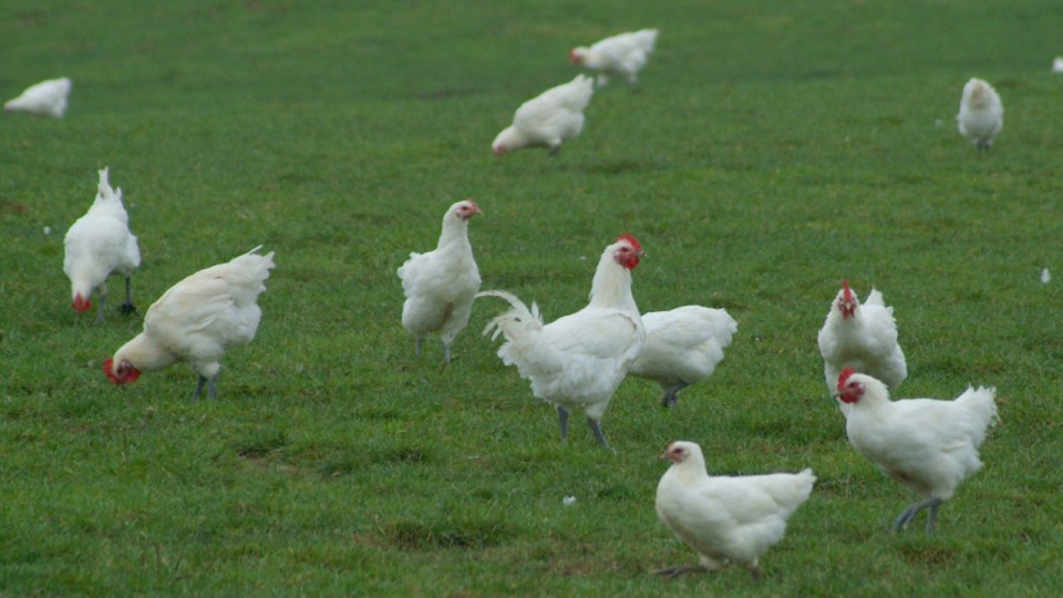 Près de Lyon : le risque de grippe aviaire désormais "négligeable" dans l’Ain