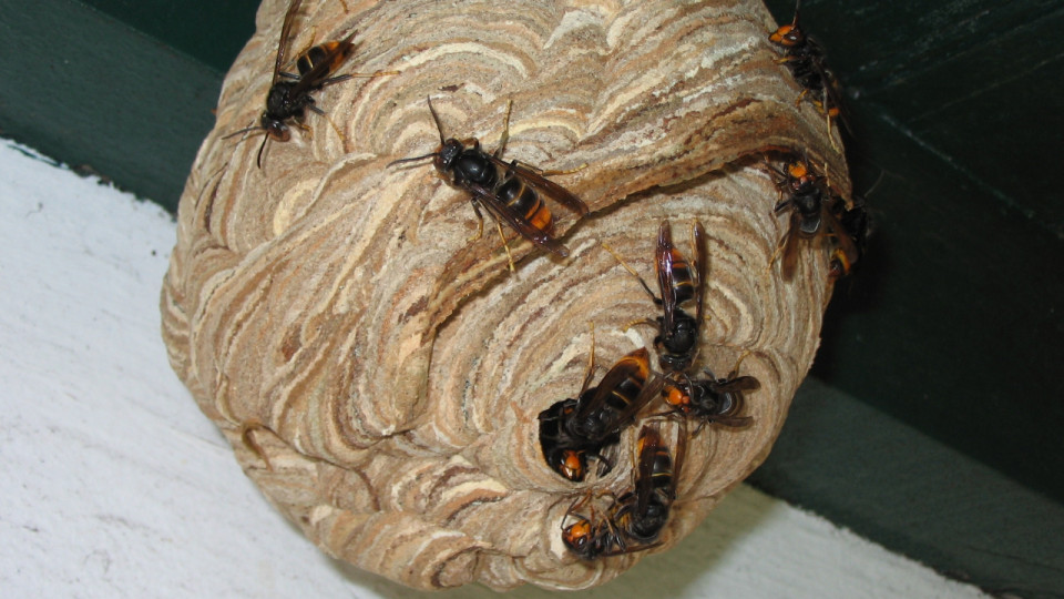 Près de Lyon : un cimetière obligé de fermer ses portes à cause de frelons asiatiques
