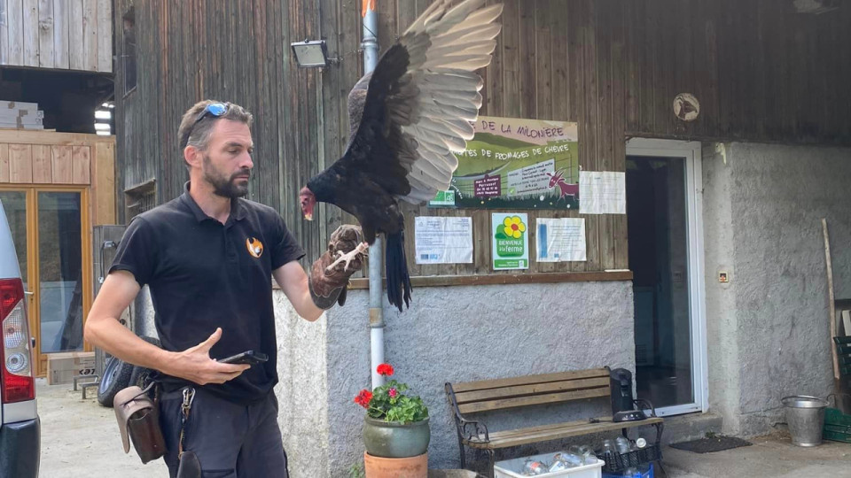 Le vautour de Courzieu de retour au parc !
