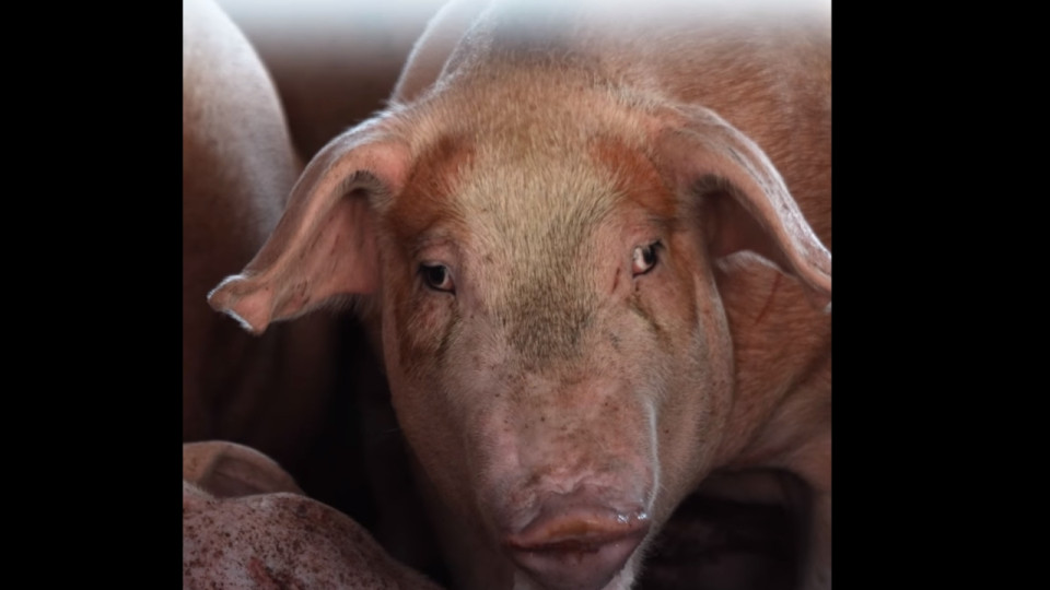 Transport d’animaux durant la canicule : L214 épingle un abattoir de Bourg-en-Bresse 