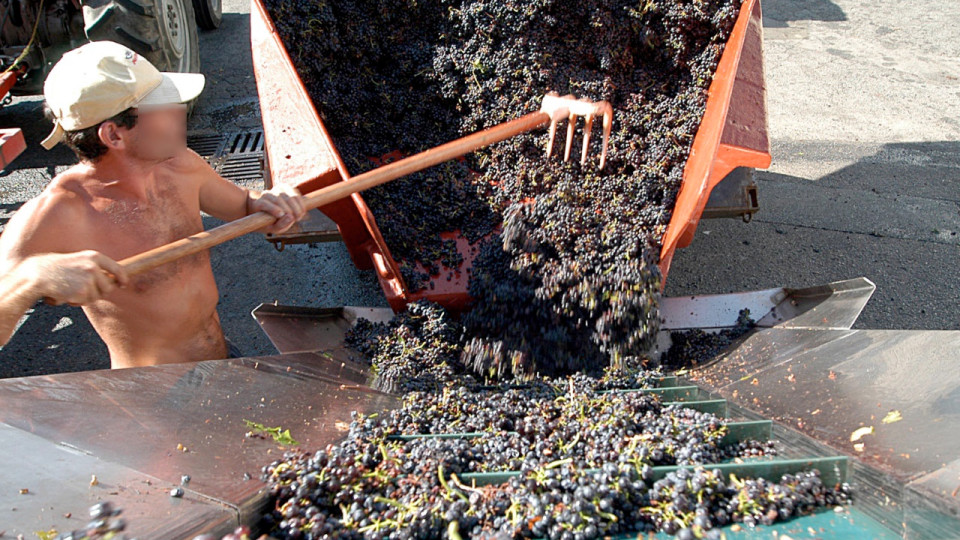 Beaujolais : coup d'envoi des vendanges ce vendredi