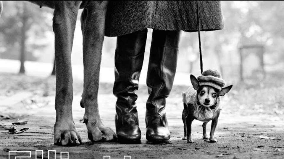 Lyon : Elliott Erwitt, une expo qui a du chien