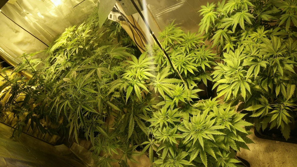 Oullins : le cannabiculteur trahi par une alarme