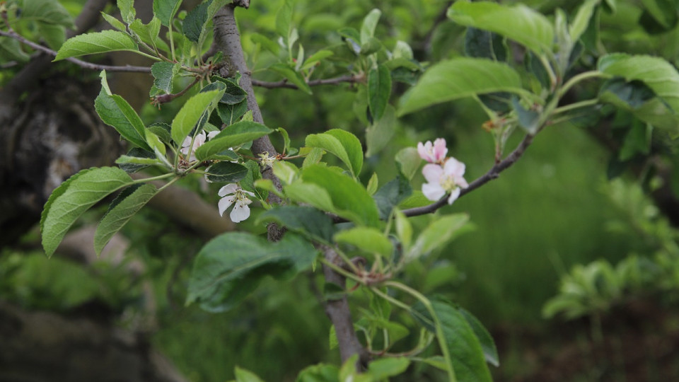Près de Lyon : une mairie va aider ses habitants à planter des arbres
