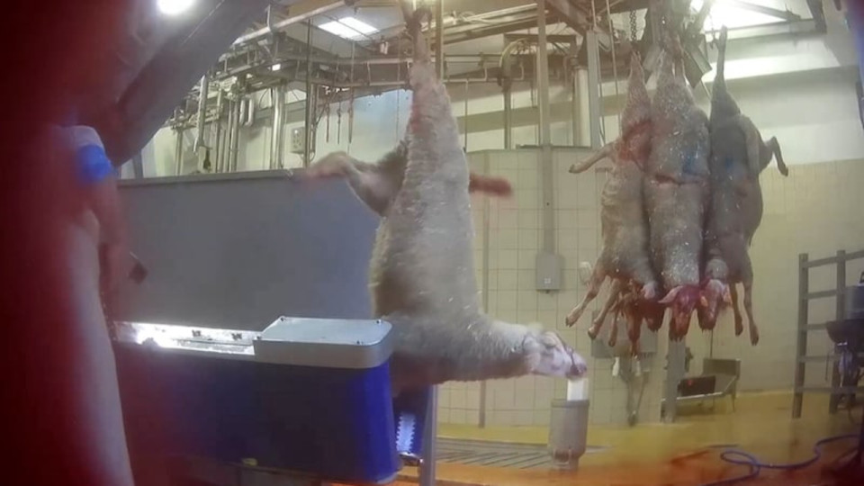 Lyon : L214 lance une pétition pour réclamer la fermeture d’un abattoir 