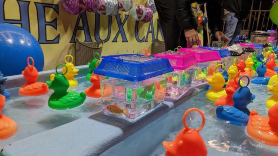 Des poissons rouges comme cadeaux à la fête des cardons de Vaulx-en-Velin : l'association PAZ s'insurge