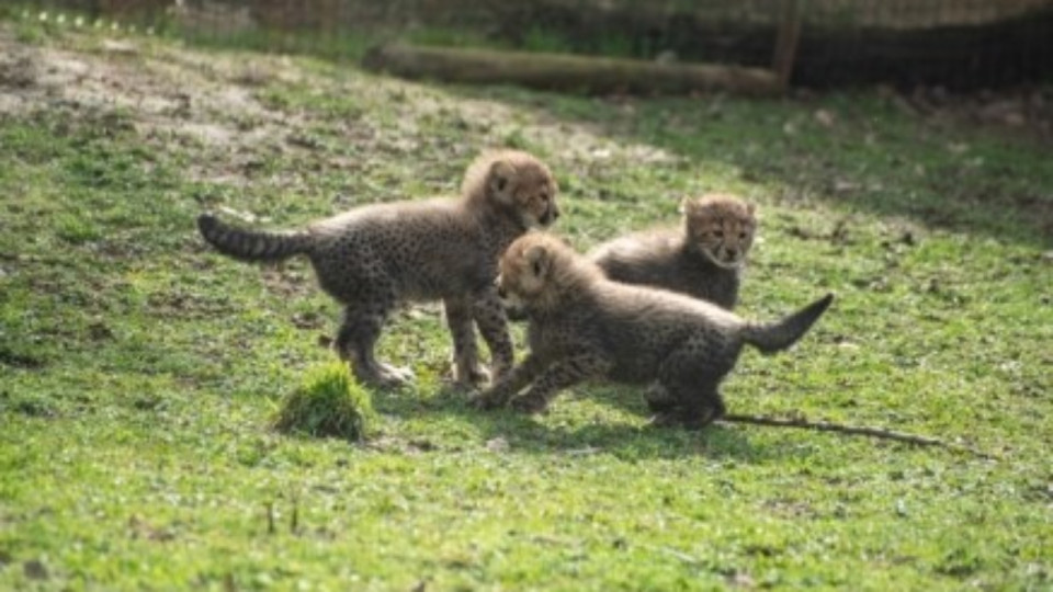 Près de Lyon : naissance exceptionnelle de trois guépards au Safari de Peaugres