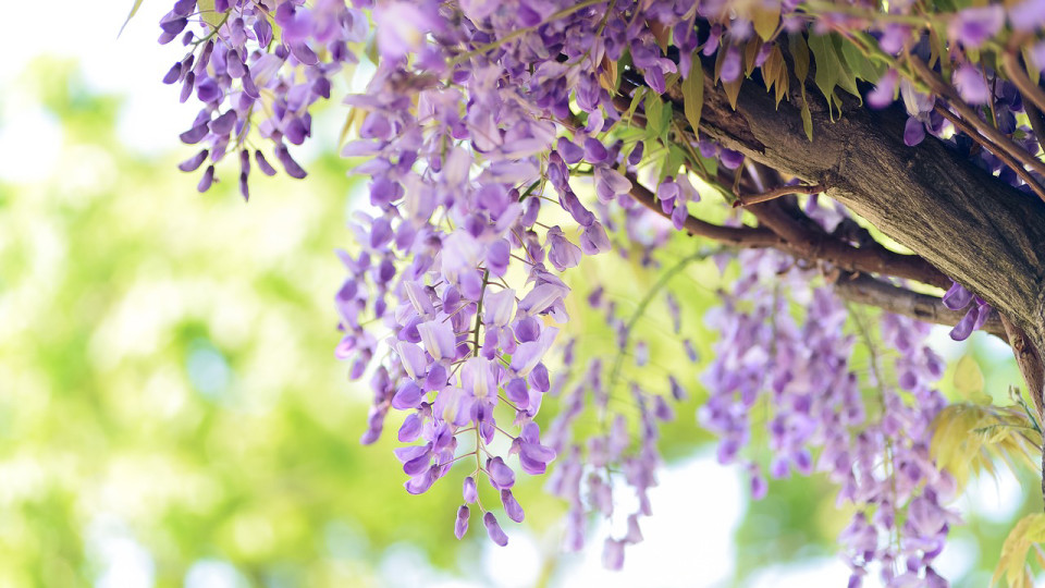 Coup d'envoi du Festival des Glycines à Lyon : sortez votre appareil photo !