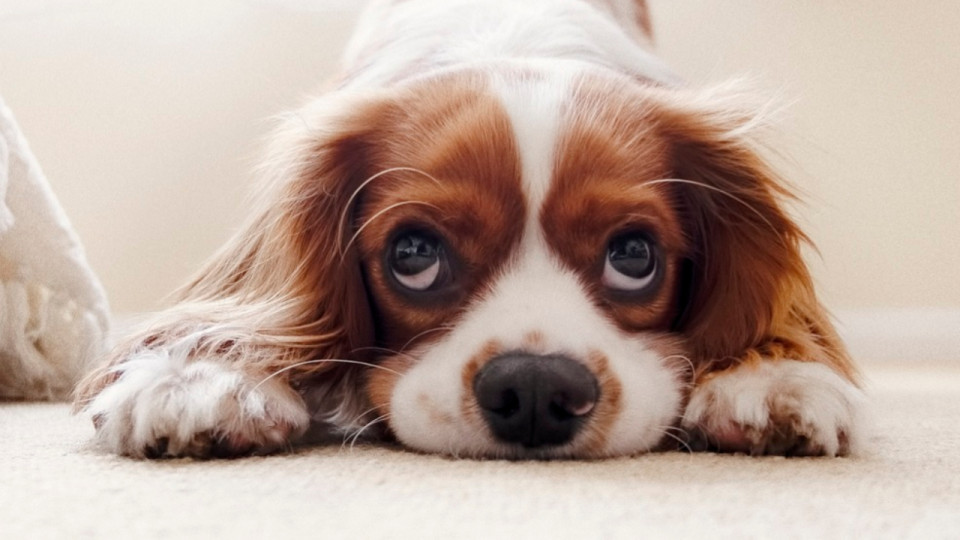 Villes où il fait bon vivre pour les chiens : du mieux pour Lyon encore loin des premières places