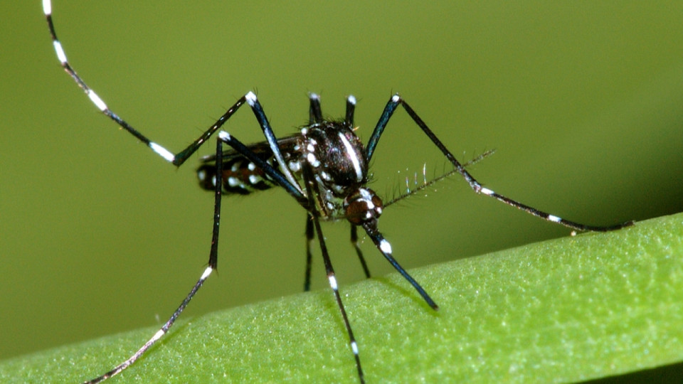 Moustique tigre : une surveillance renforcée mise en place dans le Rhône