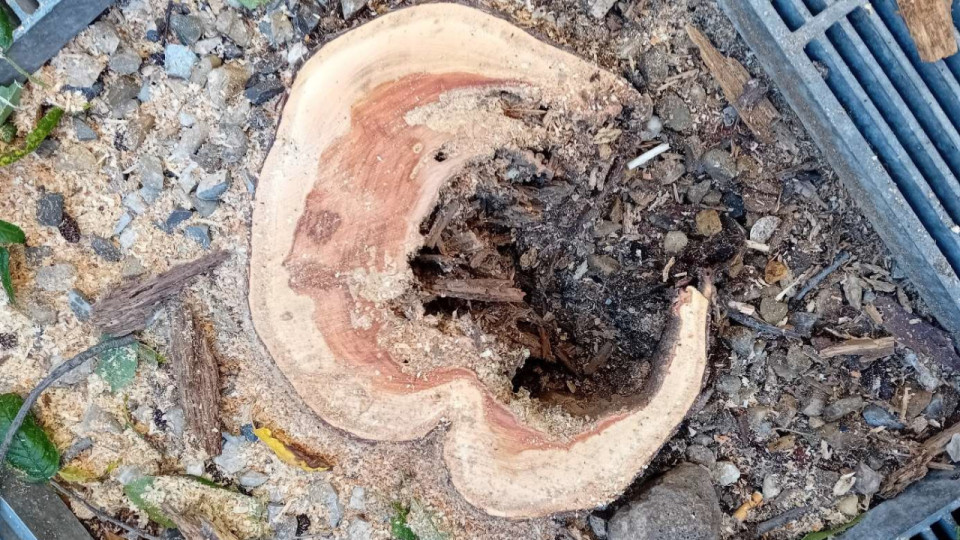 Lyon : plusieurs arbres dépérissants abattus en urgence