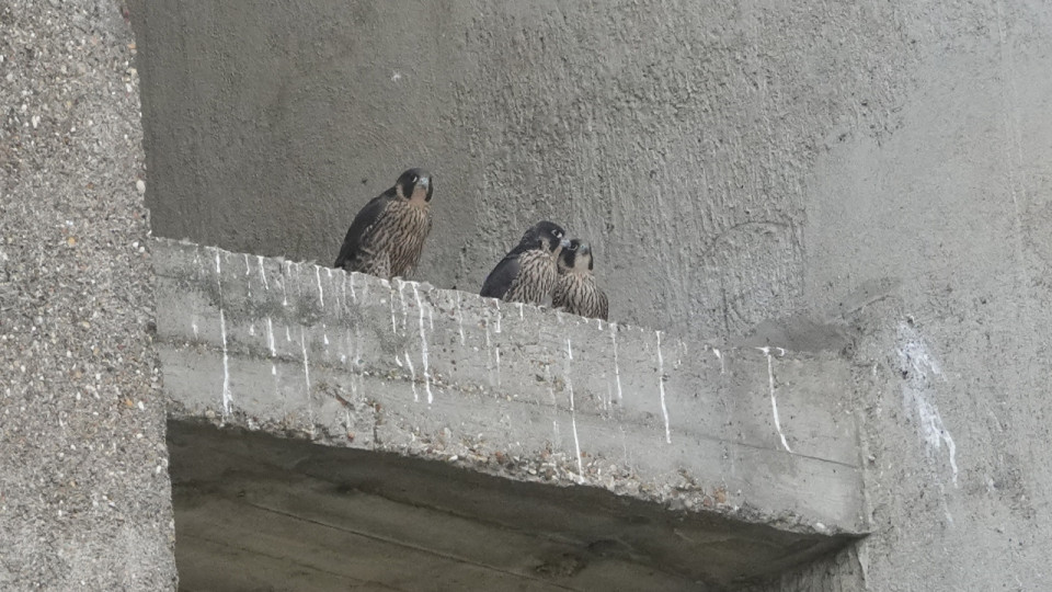 Un couple de faucon pèlerin et ses quatre bébés découverts sur un château d’eau près de Lyon