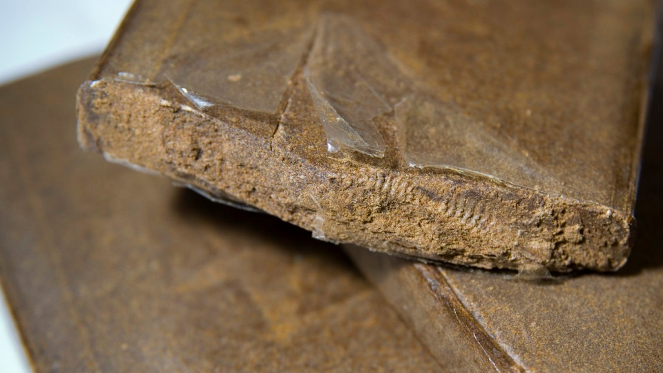 Près de Lyon : 600 kilos de résine de cannabis interceptés, un trafic entre les Minguettes et la Haute-Savoie démantelé