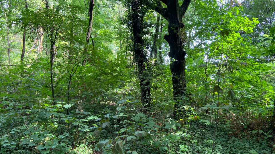 Rhône : un arrêté interdisant de fumer dans les bois et les forêts cet été