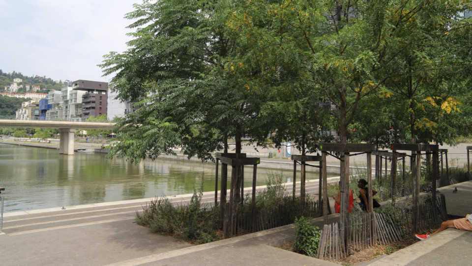 "L’arbre est le meilleur ami de l’Homme" : à Confluence, la végétalisation en plein cœur des politiques d’aménagements de Lyon