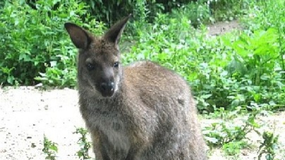 Près de Lyon : le wallaby Jumpy finalement retrouvé sain et sauf près de son enclos