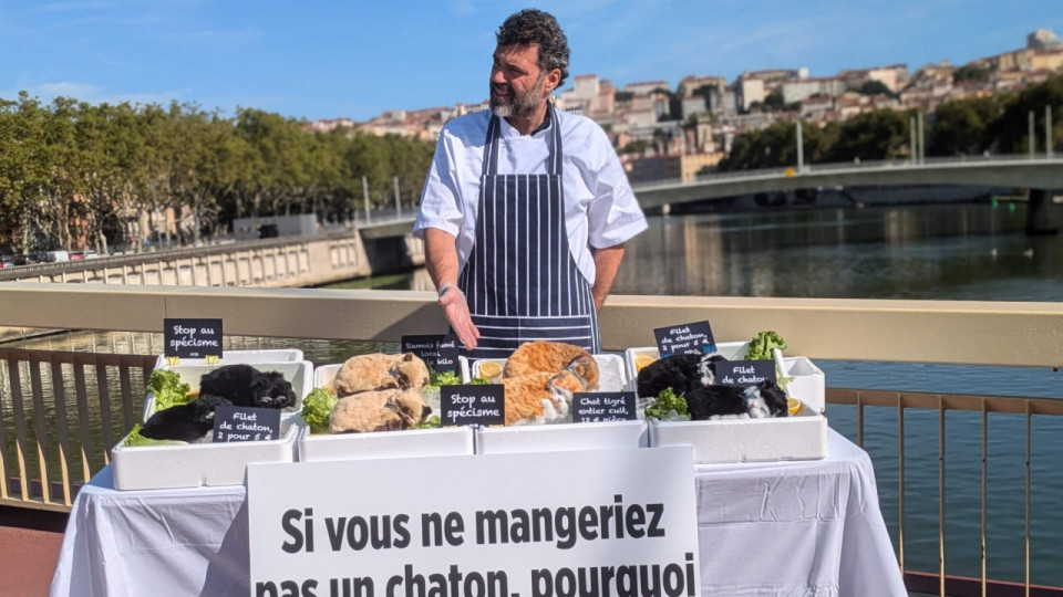 Lyon : des "chats morts" vendus sur un étal pour promouvoir l'alimentation végane