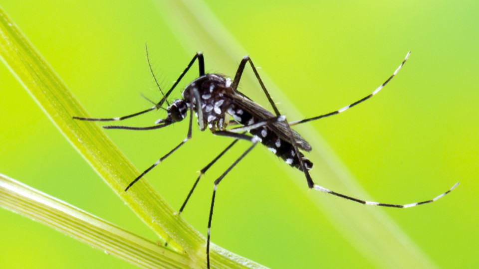 Opération de démoustication à Lyon après la découverte d'un cas de dengue